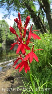 R.K. Cardinal Flower 2016 for web