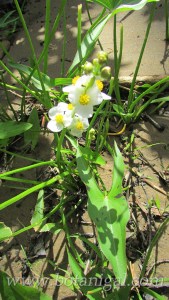 R.K. LBHF Poker Run 2016 Wapato for web