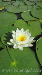 R.K. LBHF Poker Run 2016 White Water lily for web