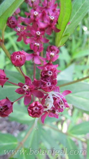 R.K. Swamp milkweed with spider