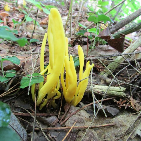 R.K. Earth Tongue SLAR 2015 IMG_1430.jpg