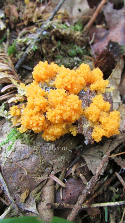 r-k-fungi-8-2015-slar-img_1487