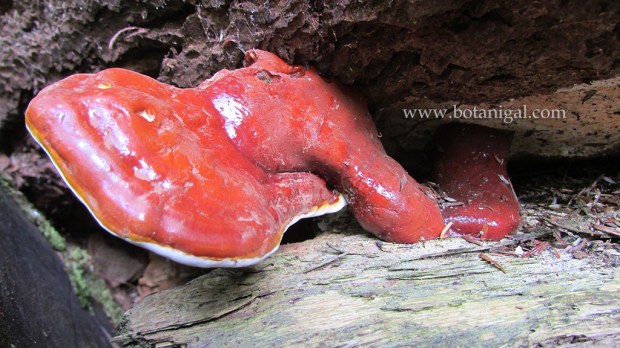 R.K. Laquered Polypore emerging 1 2016 Limberlost 174.jpg