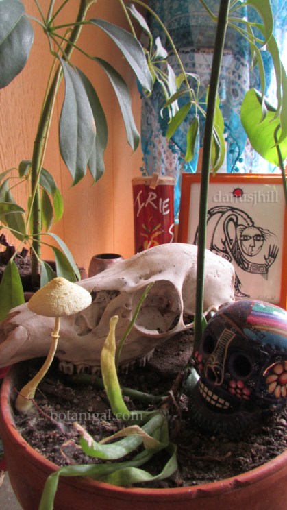 R.K. Mystery mushroom 1.jpg