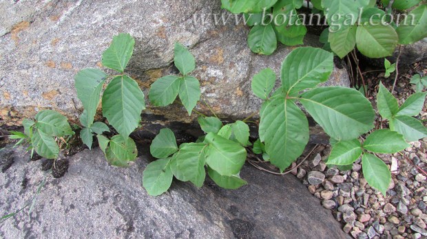 poison-ivy-oxtongue