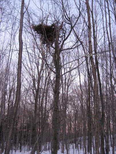 Beech bear nest 2.jpg