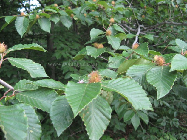 Beech Nuts.jpg