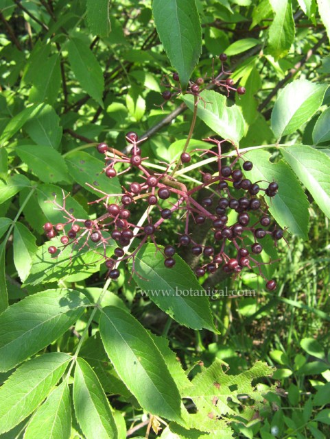 black-elderberry-fruit