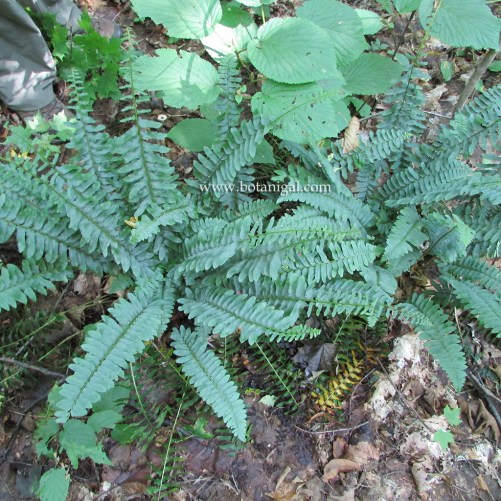 Christmas fern June 2016.jpg