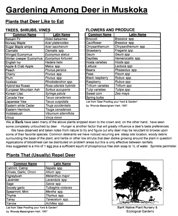 Gardening with deer p1.jpg