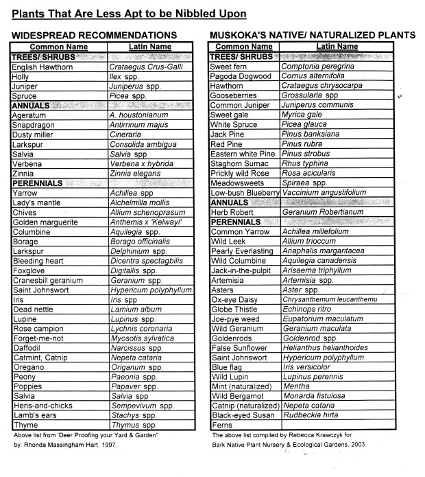 Gardening with deer p2.jpg