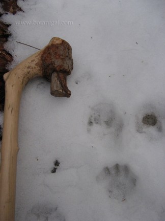 r-k-beaver-or-otter-prints