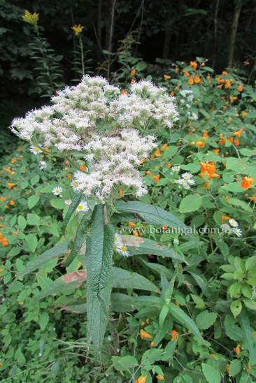 r-k-boneset-with-jewelweed-img_1207