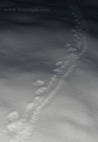 R.K. Fisher dragging hare cropped.jpg