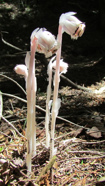 R.K. Indian Pipe 1 2016 220.jpg