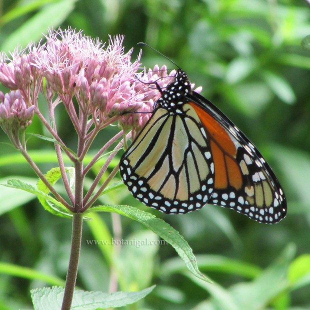 R.K. Joe Pye weed with Monarch IMG_3060.jpg