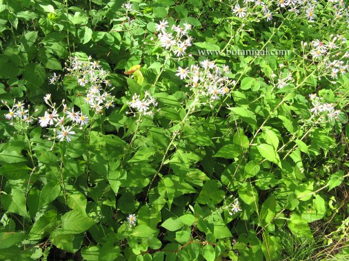 r-k-large-leaved-aster-img_1384