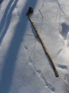 R.K. Ruffed Grouse prints in snow.jpg