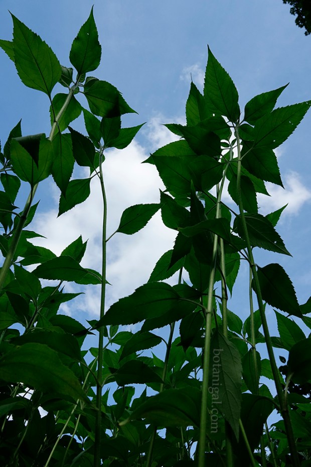 R.K. Sunchokes BHLR July 10 2017_RXB3793 wtm.jpg