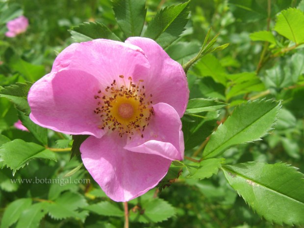 R.K. Swamp Rose.jpg