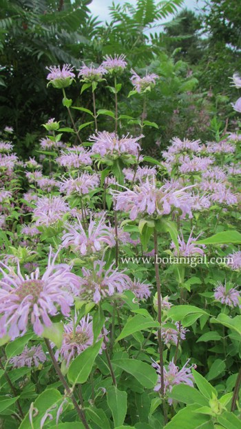 Wild bergamot 062.jpg