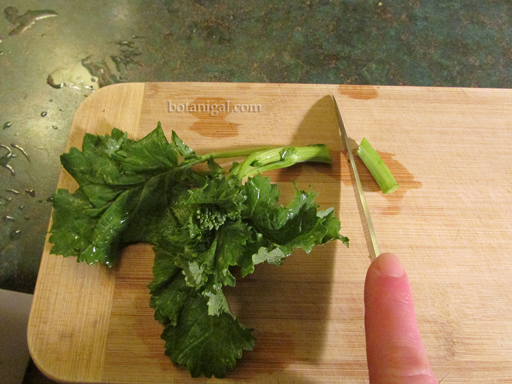 R.K. Cut ends off of stem 006