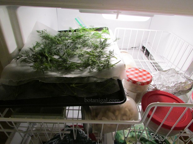 R.K. Herbs layered in freezer 090.jpg