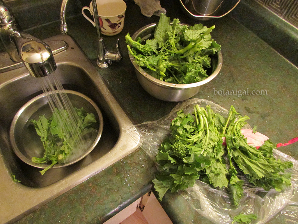 R.K. Rapini washing 002.jpg