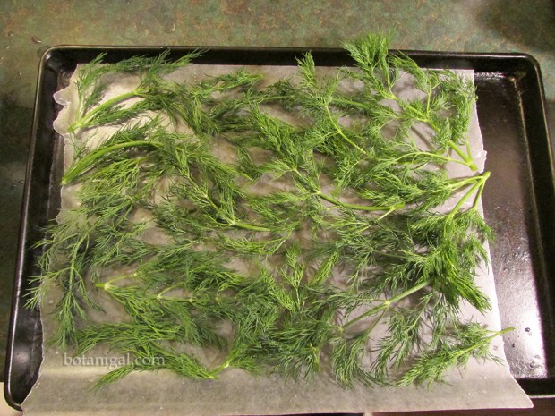 R.K. Wash herbs and place on tray 086