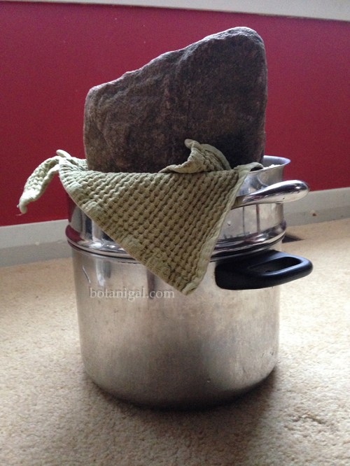 Rock press IMG_3618.jpg