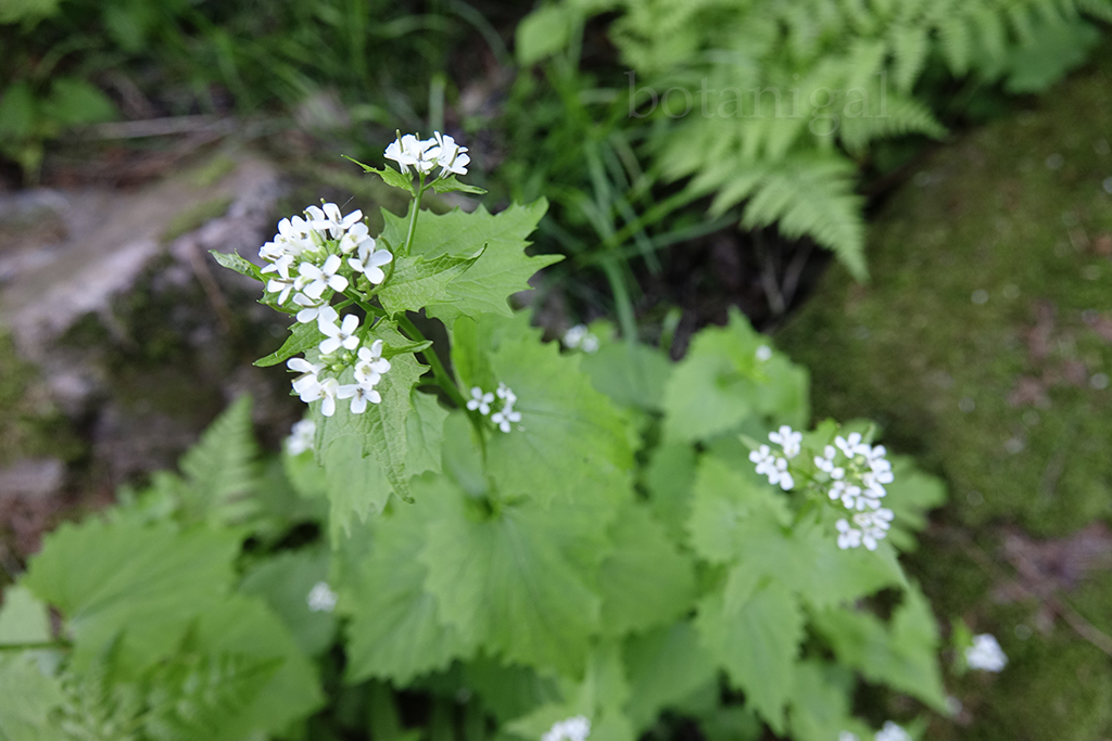 Garlic Mustard Blooms_RXB2263 wtm.jpg