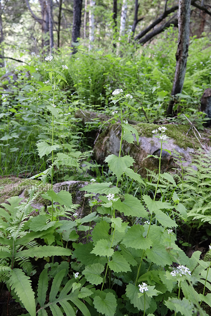 Garlic Mustard whole plant_RXB2266 wtm.jpg