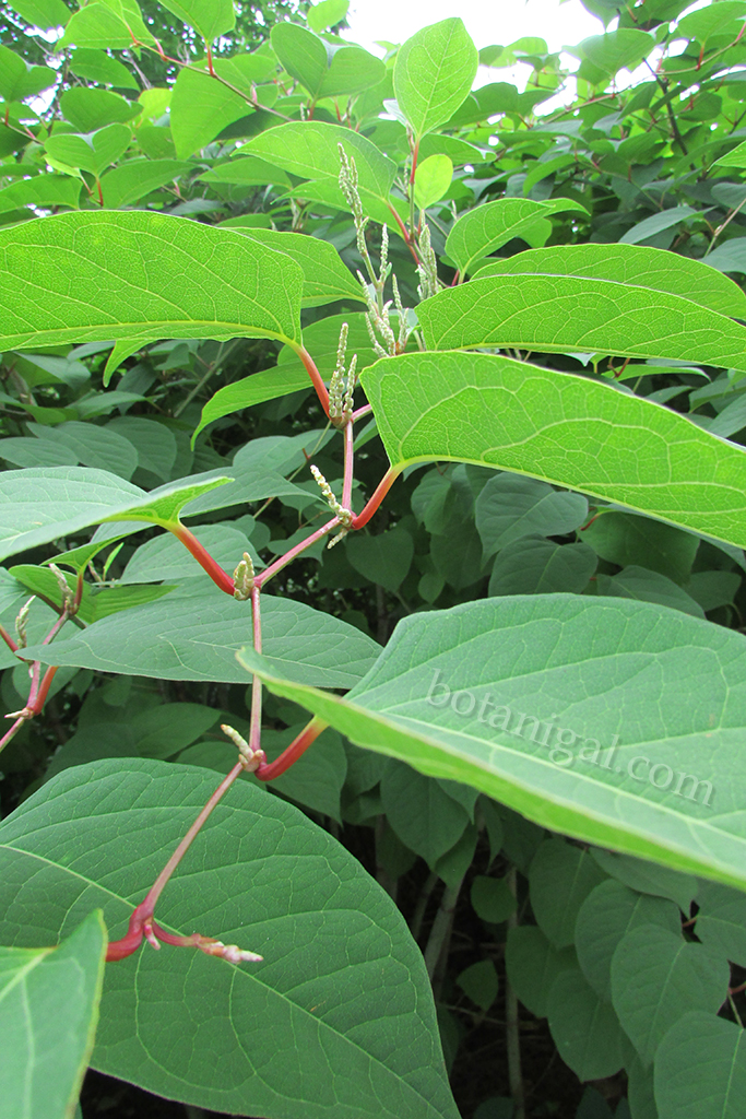 Japanese knotweed flowers and petioles IMG_2514 wtm.jpg