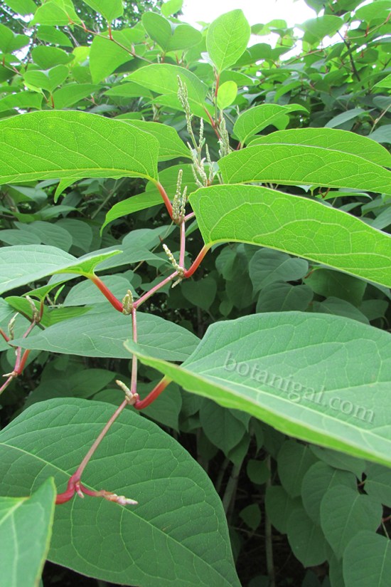Japanese knotweed flowers and petioles IMG_2514 wtm.jpg