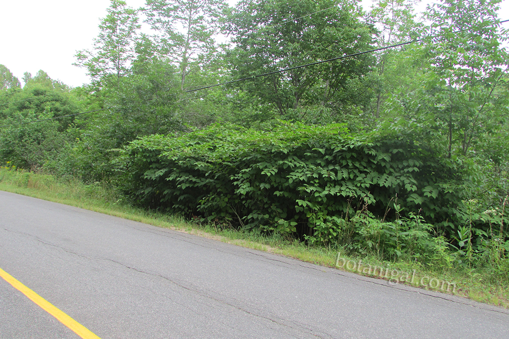 R.K. Japanese Knotweed roadside form IMG_2526 wtm.jpg