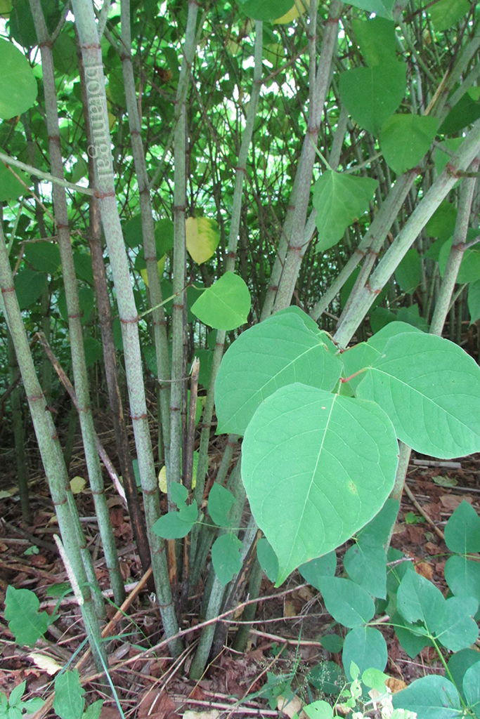 R.K. Japanese knotweed stalks and leaves IMG_2522 wtm.jpg