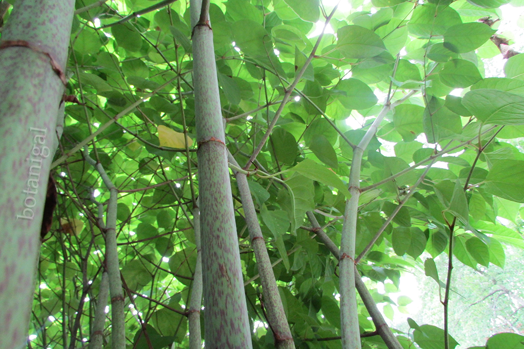 R.K. Japanese knotweed underside shot IMG_2517 wtm.jpg