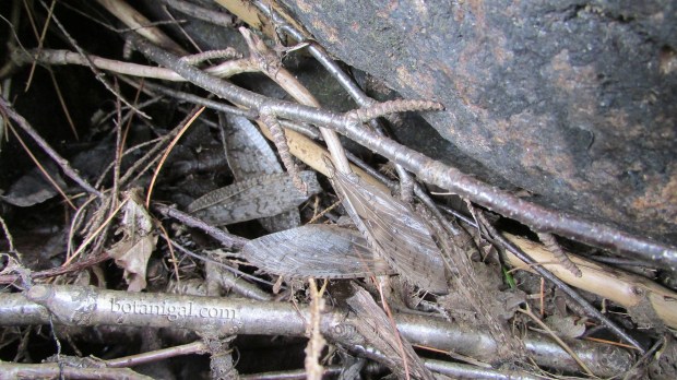 R.K. 6 Dobson Fly wings Oxtongue Rapids July 24 2016 016 wtm.jpg