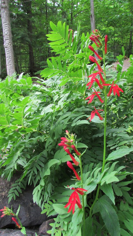 R.K. 8 Oxtongue Rapids Cardinal Flower Royal Fern July 24 2016 006 wtm.jpg