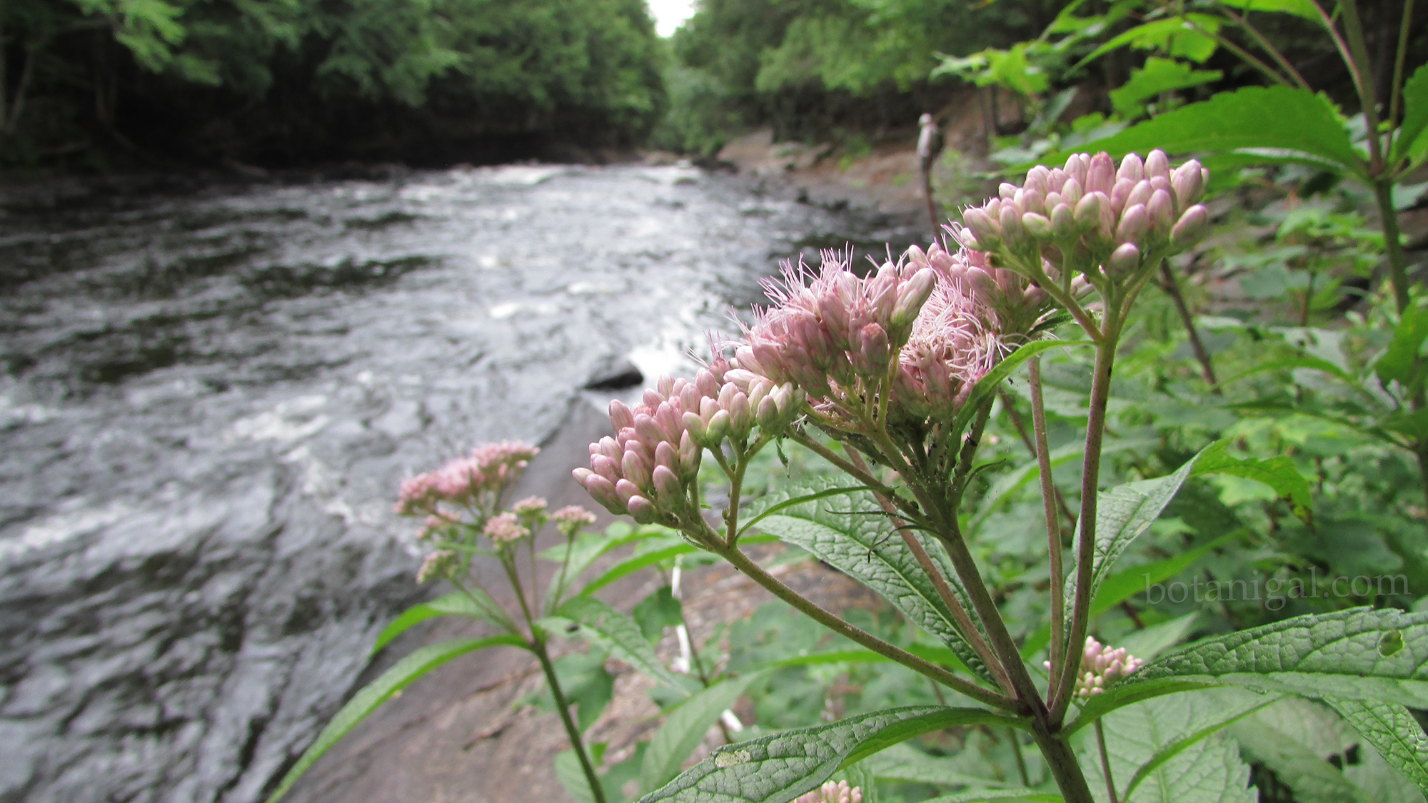 R.K. 9 Oxtongue Rapids Spotted Joe Pye Weed 051 wtm.jpg