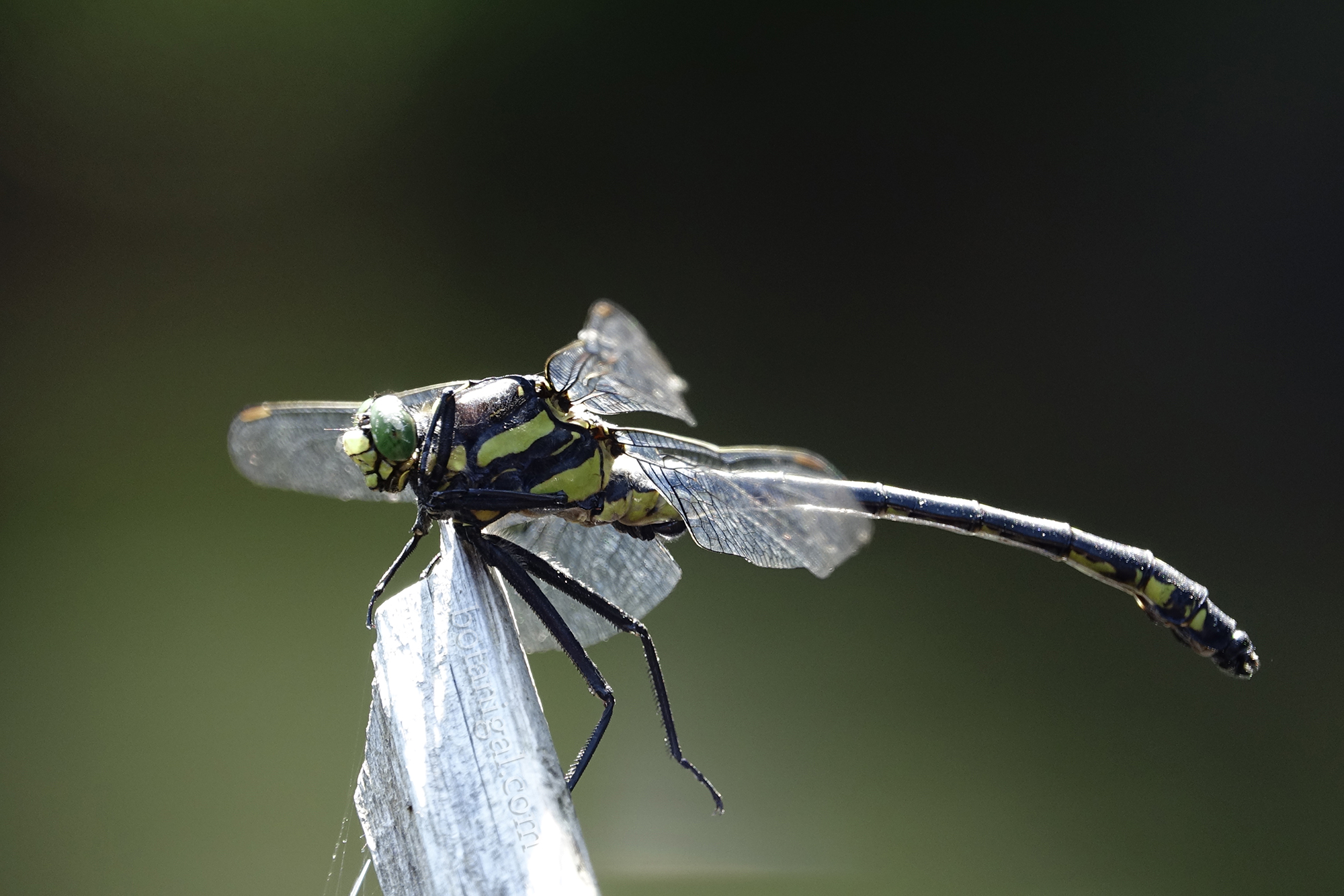 R.K. Dragonhunter hot feet Lower Oxtongue July 30 2017_RXB4454 wtm.jpg