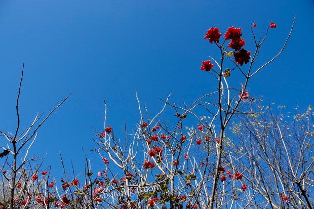 R.K. 10 Highbush Cranberries Hunter's Bay October 18 2017 wtm_RXB9028