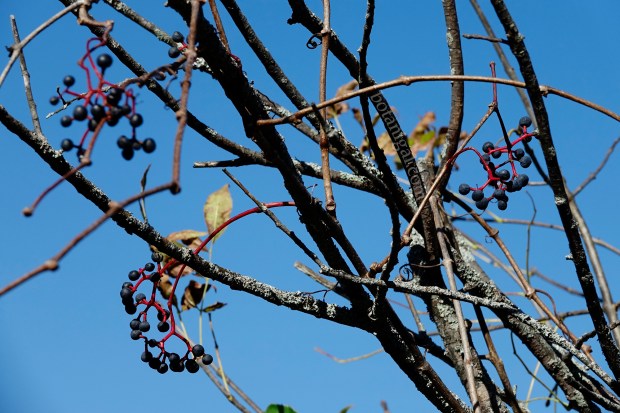 R.K. 11 Wild Grape Hunter's Bay Trail October 18 2017 wtm_RXB9032.jpg