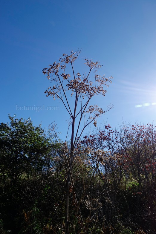 R.K. 13 Large parsnip species Hunter's Bay Oct 18 2017_RXB9029.jpg