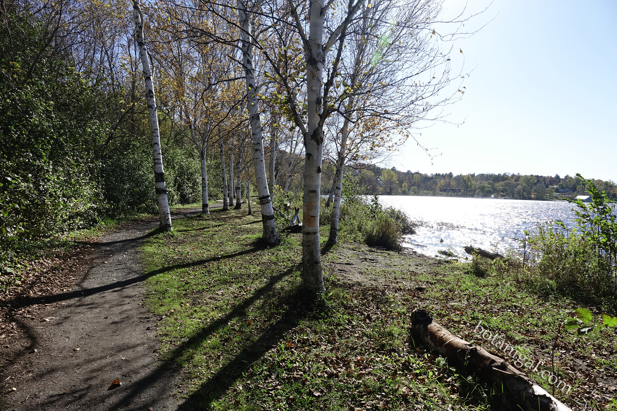 R.K. 14 Hunter's Bay Birch Grove October 18 2017 wtm_RXB9146.jpg