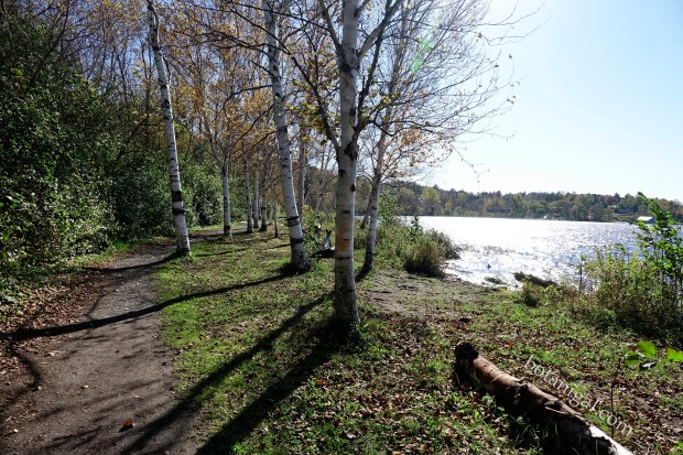 R.K. 14 Hunter's Bay Birch Grove October 18 2017 wtm_RXB9146.jpg