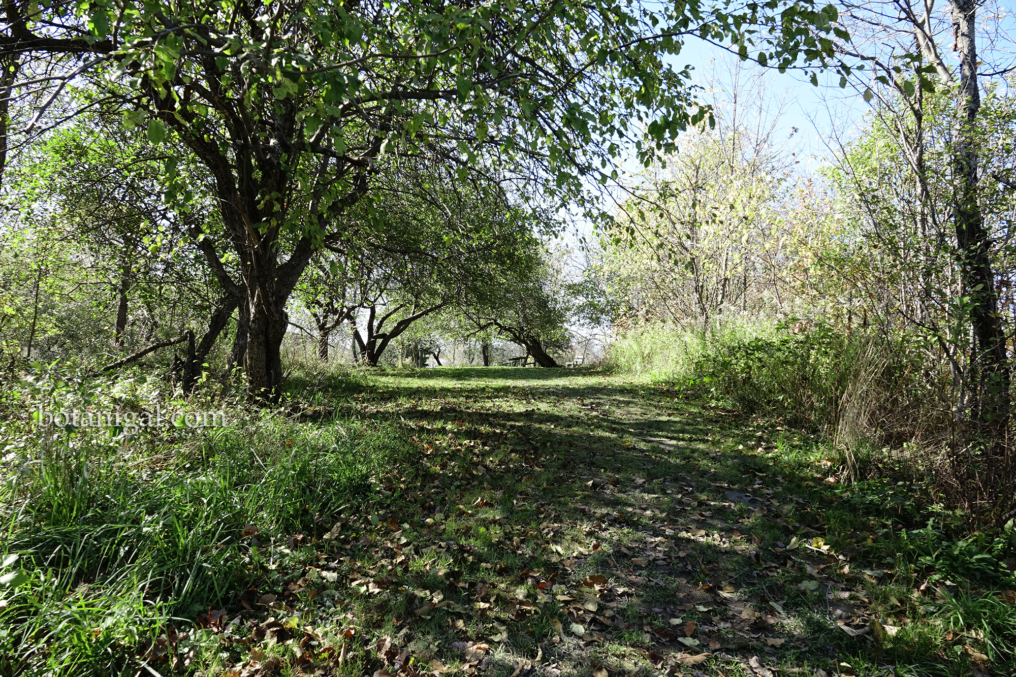 R.K. 15 Hunter's Bay Trail Orchard Park wtm_RXB9043.jpg