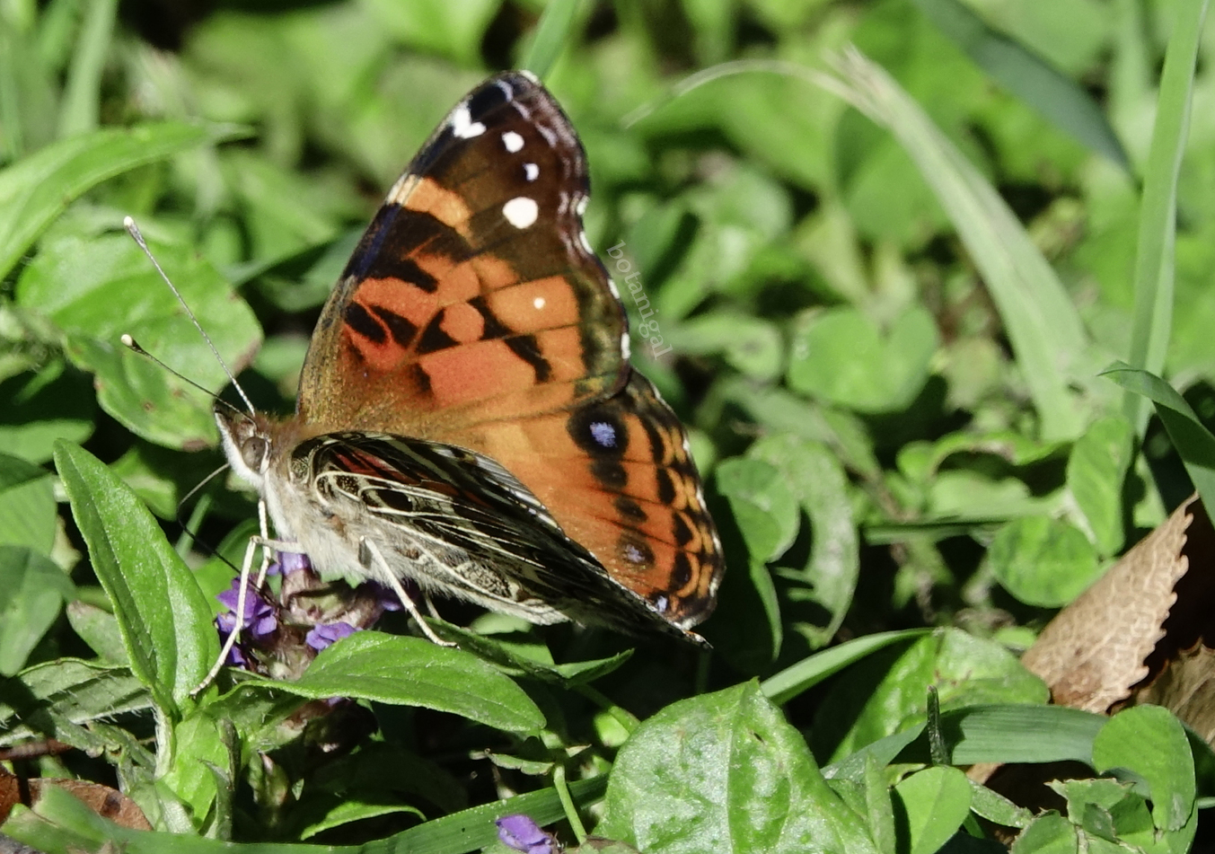 R.K. 16 Hunter's Bay Lady Butterfly wink CROPPED October 18 2017 wtm_RXB9051.jpg