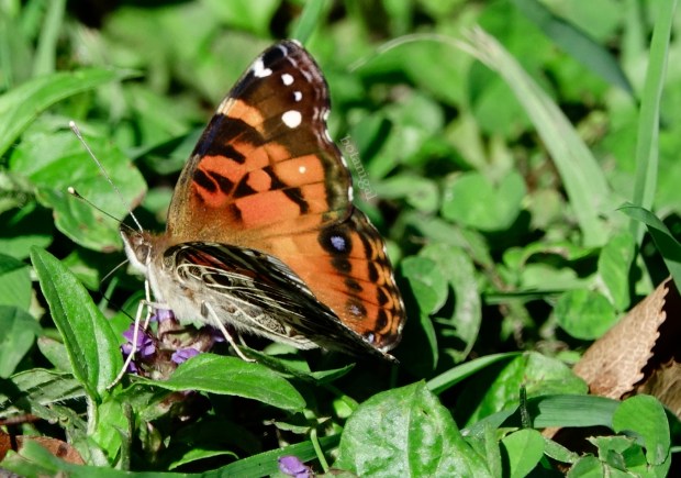 R.K. 16 Hunter's Bay Lady Butterfly wink CROPPED October 18 2017 wtm_RXB9051.jpg