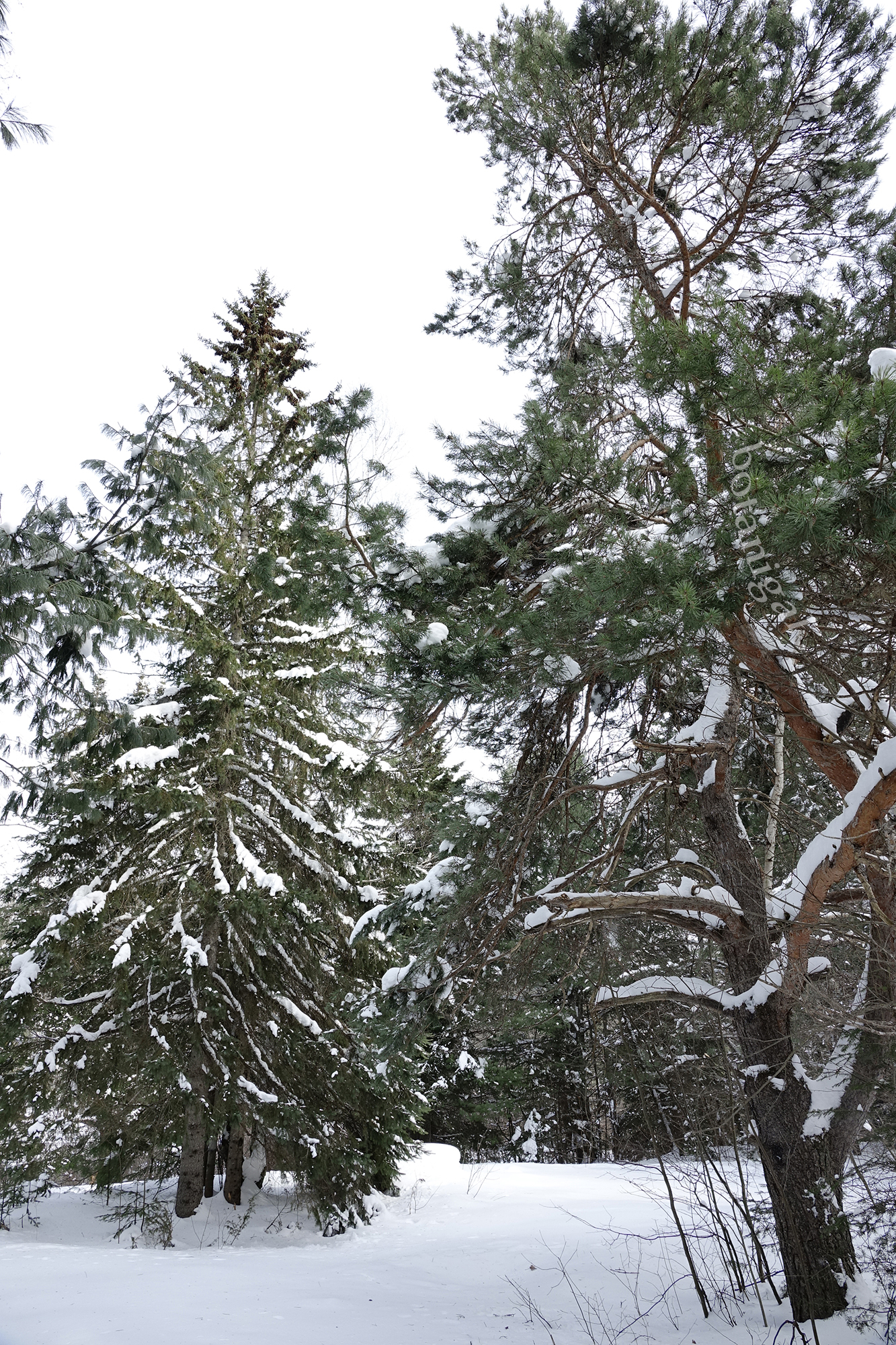 10. R.K. Forest cultivars BRMC Duck Chute Feb 13 2018 wtm_RXB1537.jpg